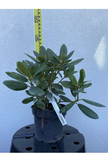 Рододендрон катевбінський Грандіфлорум - 3л/вис.20-40см/Ø20-30см